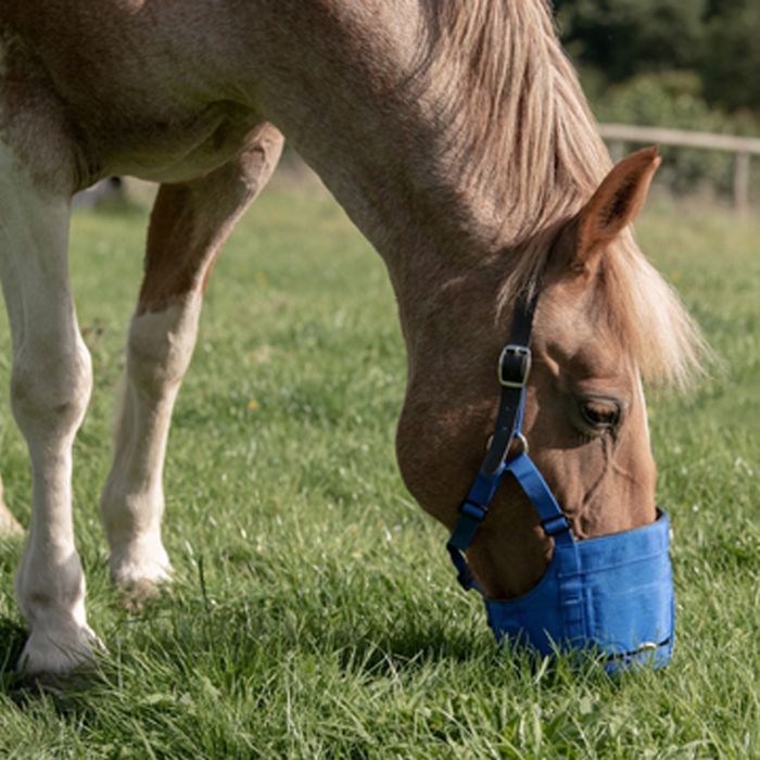 Museau De Pâturage Réglable SHOWMAN En Nylon Noir - Neuf - Pour Chevaux - Équipement équestre