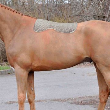 Semisottosella In Gel Horses Gelly