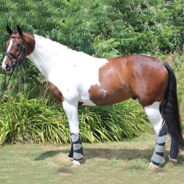 Paracolpi Trasporto Horses Heavy