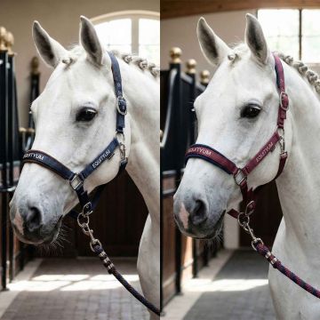 Equityum Halfter mit Longierstrick Zelda