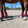 Horses Gamaschen Mesh Boots 4er Set
