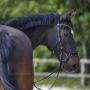 Filet Sprenger WH Ultra Snaffle Sensogan