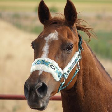Horses Multicolor Halter and Lead Rope