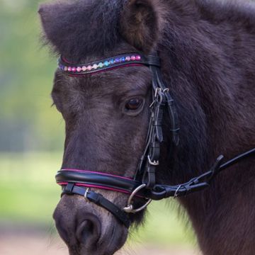 Pinky Star Pony Bridle 